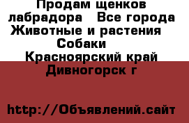 Продам щенков лабрадора - Все города Животные и растения » Собаки   . Красноярский край,Дивногорск г.